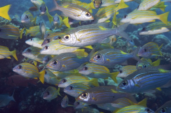 Underwater photo close-up of school of fish with several species of snapper including blue-striped