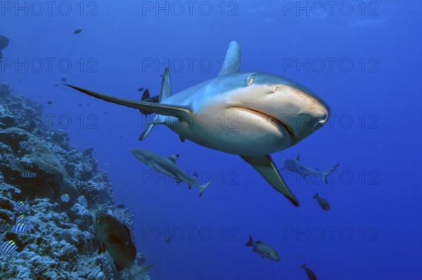 Underwater photo close-up of Grey reef shark (Carcharhinus amblyrhynchos) swimming next to coral