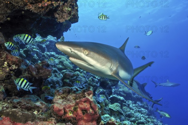 Underwater photo of large specimen of large Grey reef shark (Carcharhinus amblyrhynchos) swimming