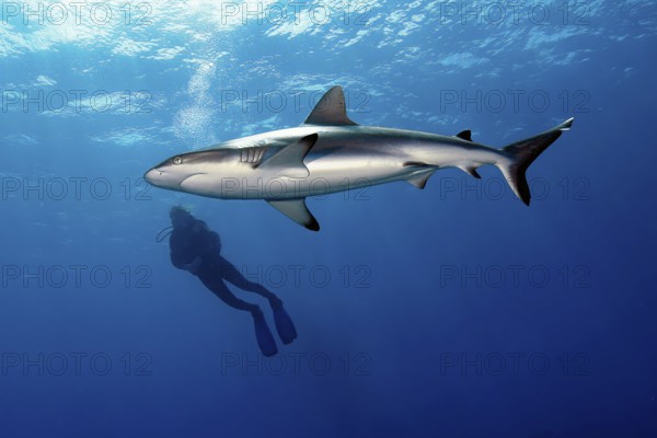 Large specimen of Grey reef shark (Carcharhinus amblyrhynchos) circles around and swims past diver