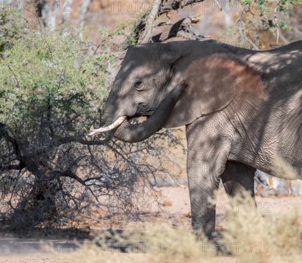 African elephant (Loxodonta africana) taking a dust bath, desert elephant, riverbed of the Ugab