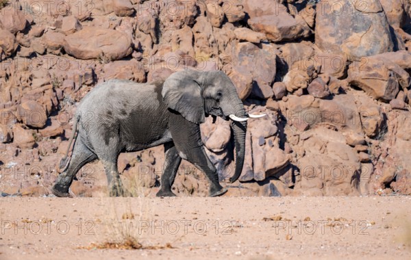 African elephant (Loxodonta africana), desert elephant, in the riverbed of the Ugab River, desert