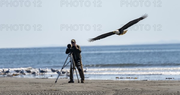 Nature photographer with tripod taking a picture of a bald eagle (Haliaeetus leucocephalus) in