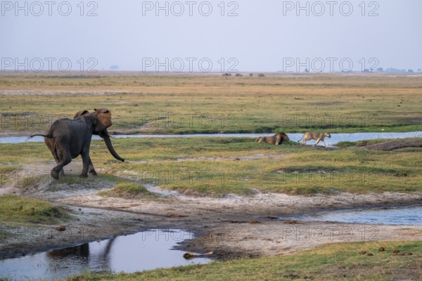 Elephant attacks maned lion and lioness, lion (Panthera Leo) runs away, Ihaha, Chobe National Park,