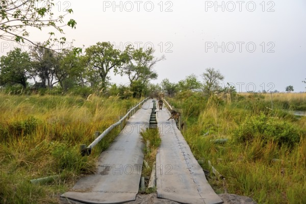 Third Bridge, bridge over swamp in Moremi Game Reserve, Botswana