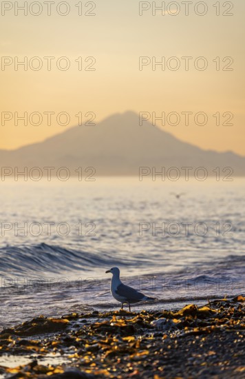 Seagull (Larinae) on the beach, view across Cook Inlet to white peaks of Mount Redoubt at sunset,