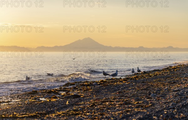Seagulls (Larinae) on the beach, view across Cook Inlet to white mountain peaks of Mount Redoubt at