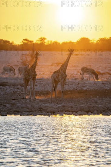 Angola giraffe (Giraffa giraffa angolensis), two giraffes in the backlight at sunset, atmospheric