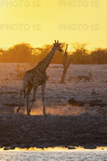 Angola giraffe (Giraffa giraffa angolensis), backlit at sunset, atmospheric sunset, Okaukuejo
