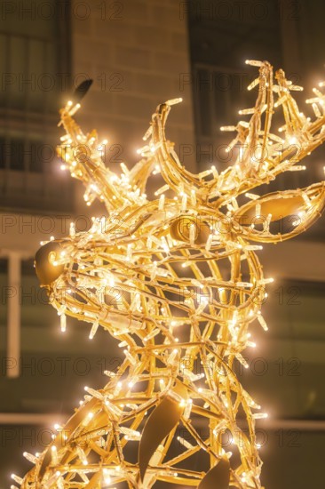 Christmas reindeer made of fairy lights, glowing in golden light, Sindelfingen, Böblingen district,