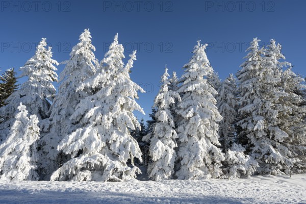 Winter atmosphere with snow-covered fir trees, Oberried, Schauinsland, Breisgau-Hochschwarzwald,