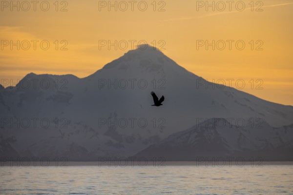 Bald eagle (Haliaeetus leucocephalus) flying in front of mountain silhouettes of the Aleutian chain