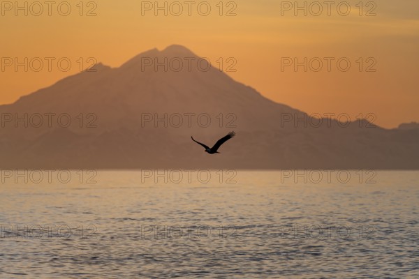 Bald eagle (Haliaeetus leucocephalus) flying in front of mountain silhouettes of the Aleutian chain