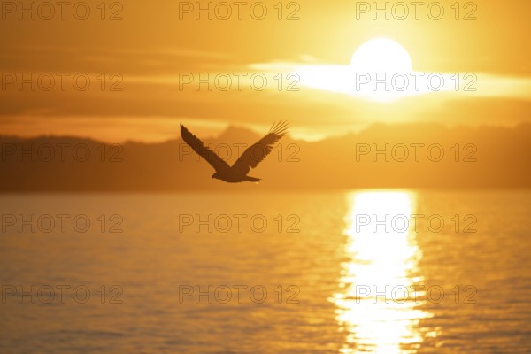 Bald eagle (Haliaeetus leucocephalus) flying in front of the setting sun, sunset, picturesque