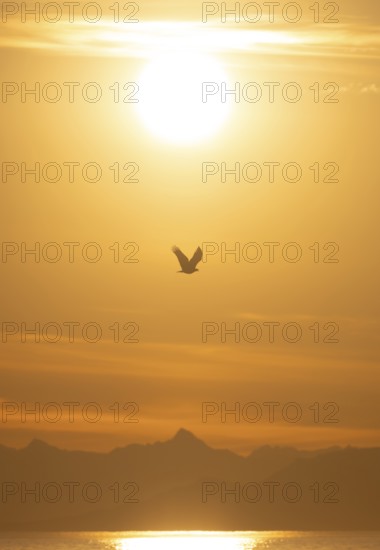 Bald eagle (Haliaeetus leucocephalus) in flight in front of the setting sun, sunset, picturesque