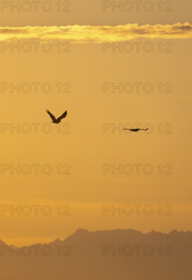 Two bald eagles (Haliaeetus leucocephalus) in flight, at sunset, picturesque golden light of the