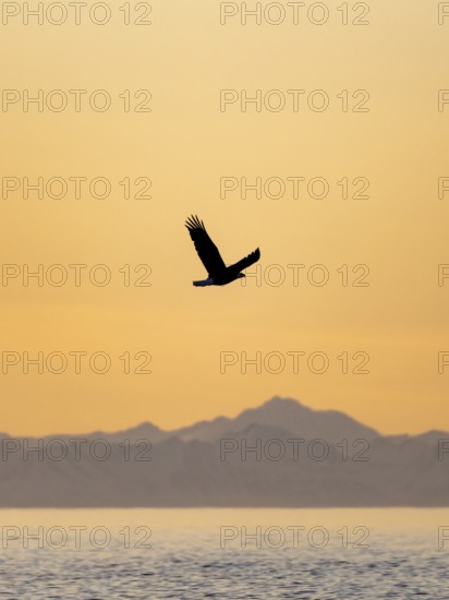 Bald eagle (Haliaeetus leucocephalus) flying in front of mountain silhouettes of the Aleutian