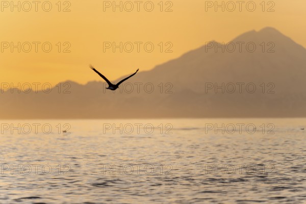 Bald eagle (Haliaeetus leucocephalus) flying in front of mountain silhouettes of the Aleutian chain