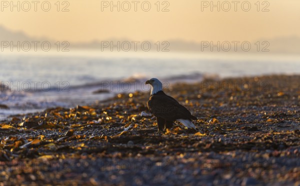 Bald eagle (Haliaeetus leucocephalus) on the beach at sunset, picturesque golden light of the