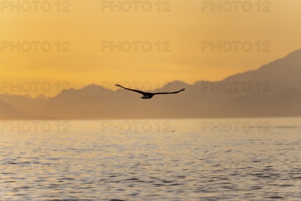 Bald eagle (Haliaeetus leucocephalus) flying in front of mountain silhouettes of the Aleutian