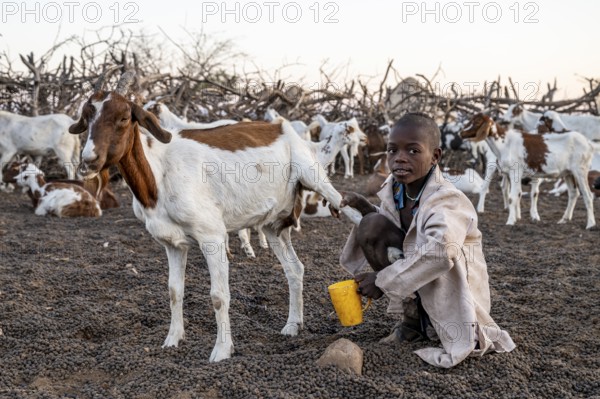 Himba child milking a goat, traditional Himba village, Kaokoveld, Kunene, Namibia