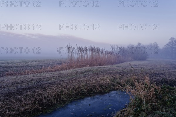 Winter landscape with reed at the Unterer Warwischer Wasserweg drainage trench in Hamburg's Vier-