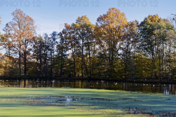 Autumn colors and algae on Sandbrack, a lake in the Kirchwerder district of Hamburg. FÃ¼nfhausen,