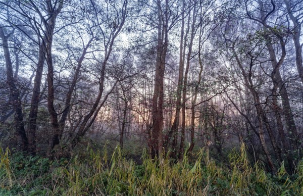 Wintery forest in the Lower Warwischer Wasserweg wetland in Hamburg's Vier- und Marschlanden.