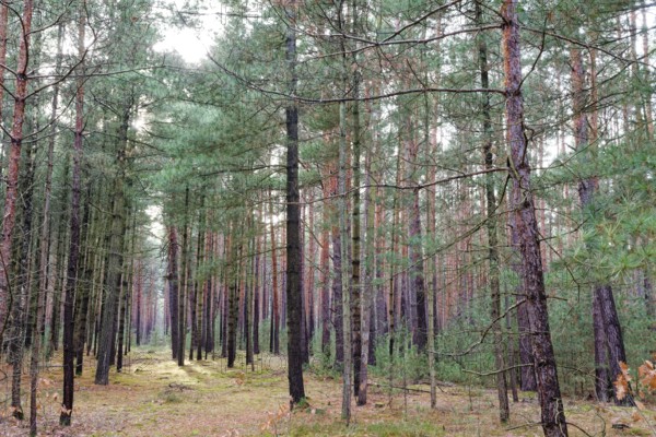 Coniferous forest, tall pine trees, in the Dahme-Heideseen nature park Park, also Dahmeland. A