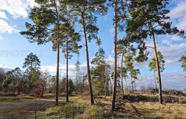 Pines in the countryside of GroÃŸ LÃ¼bbenau in the Oberspreewad-Lausitz district, UNESCO Spreewald