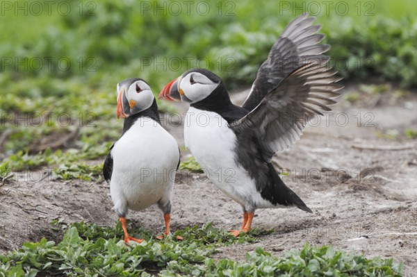Puffin, Fratercula arctica, Atlantic puffin
