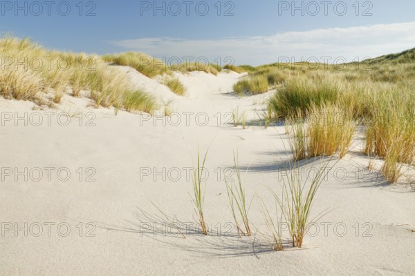 Sand dunes on the elbow on the island of Sylt, Germany