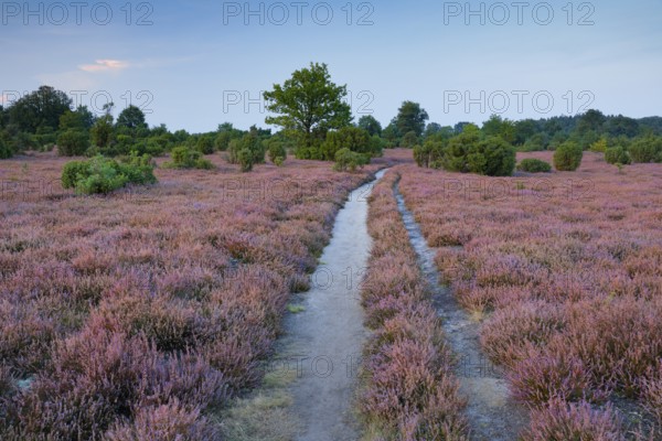 Tangled dirt road in the middle of blooming southern heath, Lower Saxony, Germany