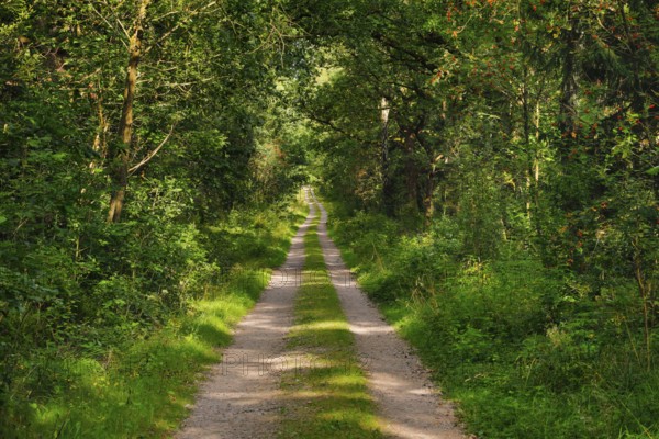 Dirt road leads through dreamy forest in the LÃ¼neburger Heide nature park Park, Lower Saxony,