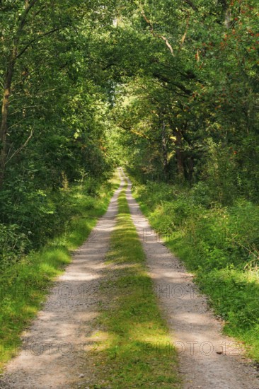 Dirt road leads through dreamy forest in the LÃ¼neburger Heide nature park Park, Lower Saxony,