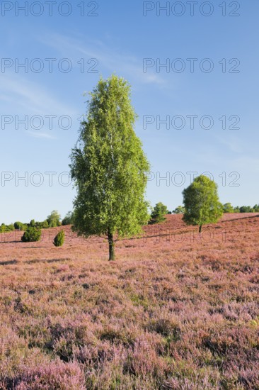 Free-standing birch trees in the blooming LÃ¼neburger Heide near Oberhaverbeck, Lower Saxony,