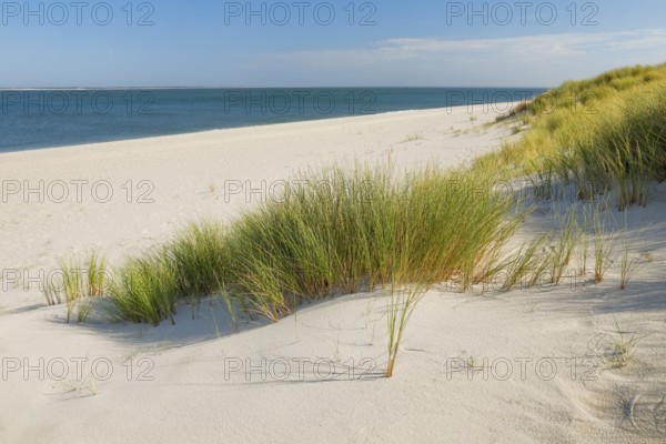 Sand dunes and an elbow beach on the coast of the German island of Sylt with a view of the island