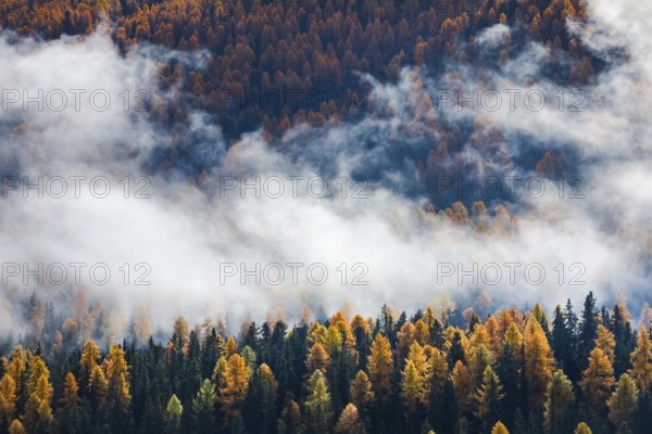 Coniferous forest with larch and spruce trees crossed by clouds of fog, Engadin, Canton of
