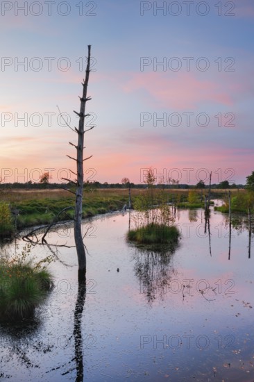 Dead wood spikes in moor water, Seelein in Pitzmoor, LÃ¼neburger Heide nature park Park near