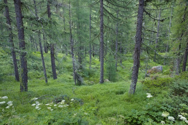 Lichen-covered larch forest in Val d'Hérens, Canton of Valais, Switzerland