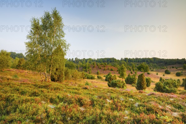 Trees and blooming heath at Totengrund in the LÃ¼neburger Heide nature park Park, Lower Saxony,