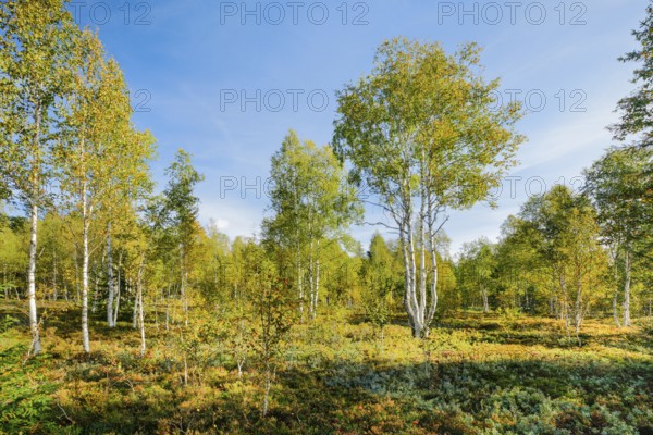 Large birch trees in early autumn with sunshine and blue sky, high moor near Les Ponts-de-Martel,