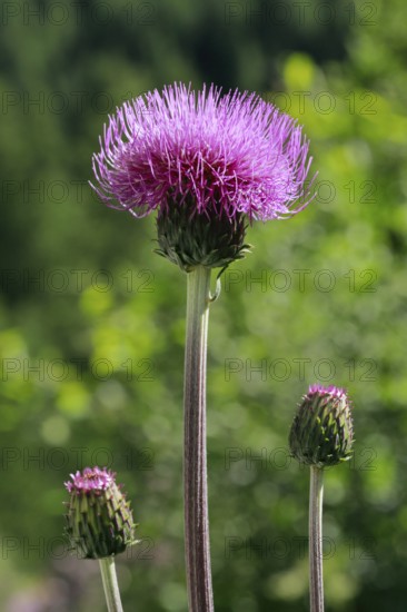 Blooming alpine thistle in mountain summer, Alps