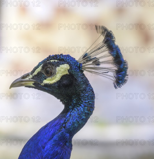 Indian peafowl (Pavo scalloped ribbonfish) at the castle of, Saint-Germain-de-Livet, DÃ©partement