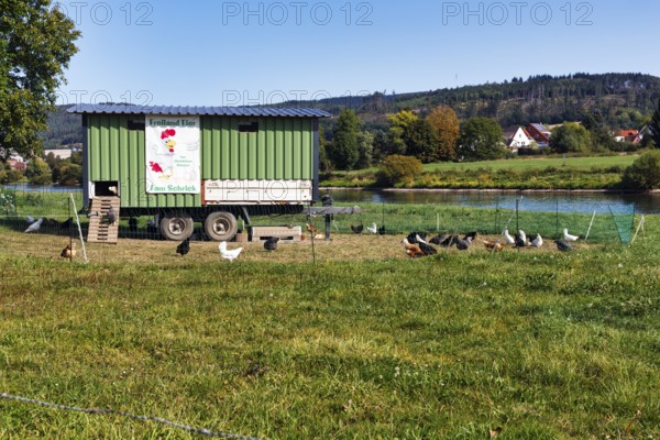 Mobile chicken coop, chicken mobile, free-range chickens, free-range eggs, Weserufer, Verhagen,