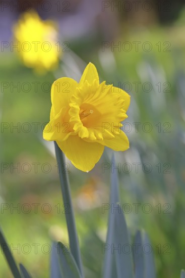 Daffodil (Narcissus), yellow flower in a garden, close-up, Wilnsdorf, North Rhine-Westphalia,