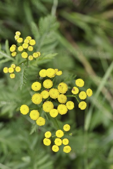 Tansy or worm fern (Tanecetum vulgare), inflorescence, medicinal plant, Wilnsdorf, North