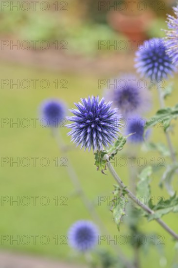 Blue globe thistle (Echinops ritro), flowers, ornamental plant in a garden, Wilnsdorf, North