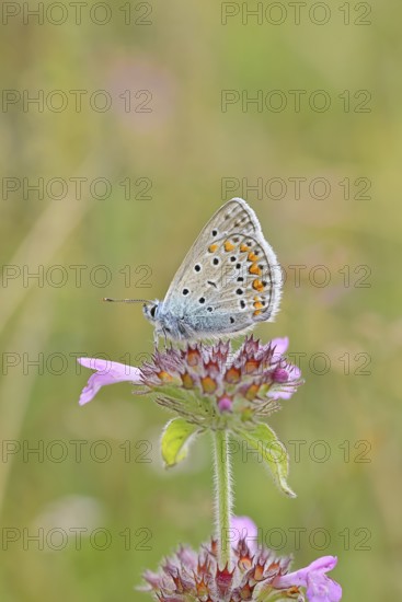 Blue butterfly (Polyommatus icarus), common blue, female on a flower of the woodland cistus
