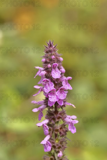 Forest willow (Stachys sylvatica), flower, inflorescence on a forest path, the plant was formerly